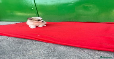 Pomerania perros - Anuncio 6