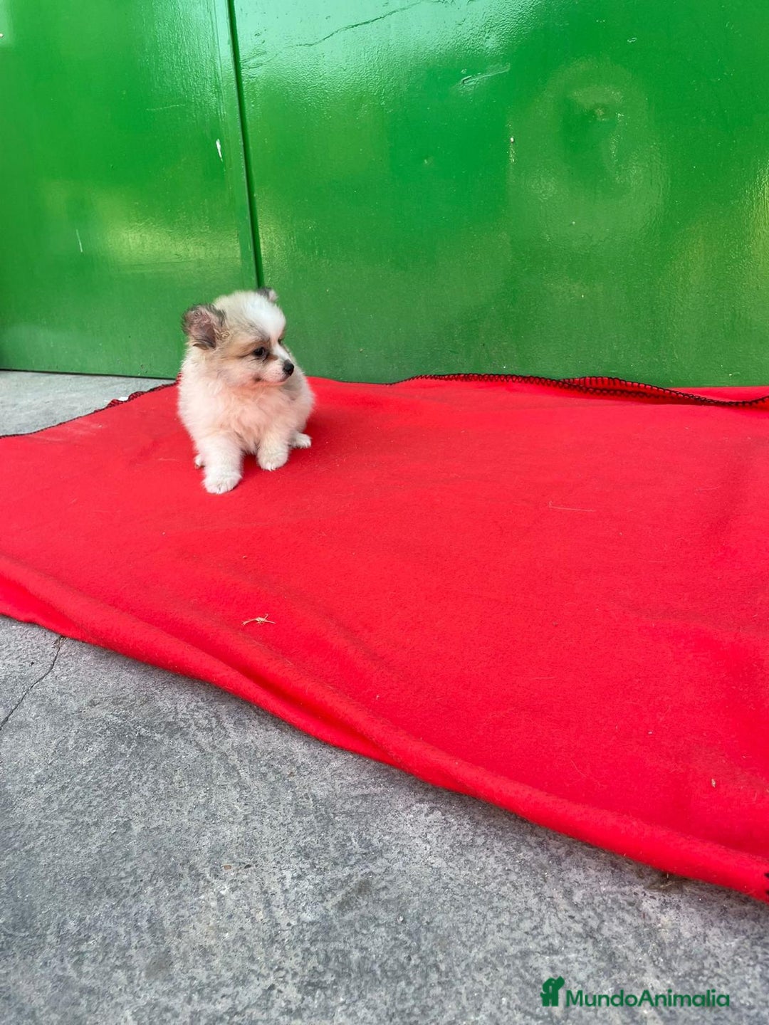 Pomerania perros en venta: Lulu pomerania  - Imagen 2