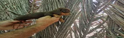 Teckel Miniatura perros en venta: Teckel kaninchen  - Anuncio 4