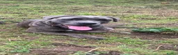 Cane Corso perros en venta: Cane corso  - Anuncio 25