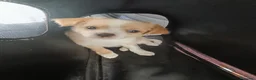 Chihuahua perros en venta: Precioso chichuahua pelo largo  - Anuncio 3