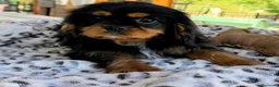 Cavalier King Charles Spaniel perros en venta: Cachorro Cavalier macho negro fuego  - Anuncio 2