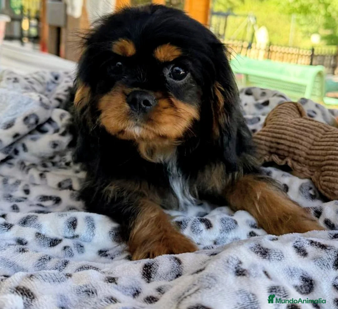 Cavalier King Charles Spaniel perros en venta: Cachorro Cavalier macho negro fuego  - Anuncio 2