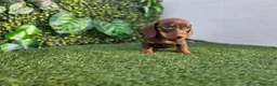 Teckel Miniatura perros en venta: TECKEL MINI & KANNINCHEN CHOCOLATE - Anuncio 2