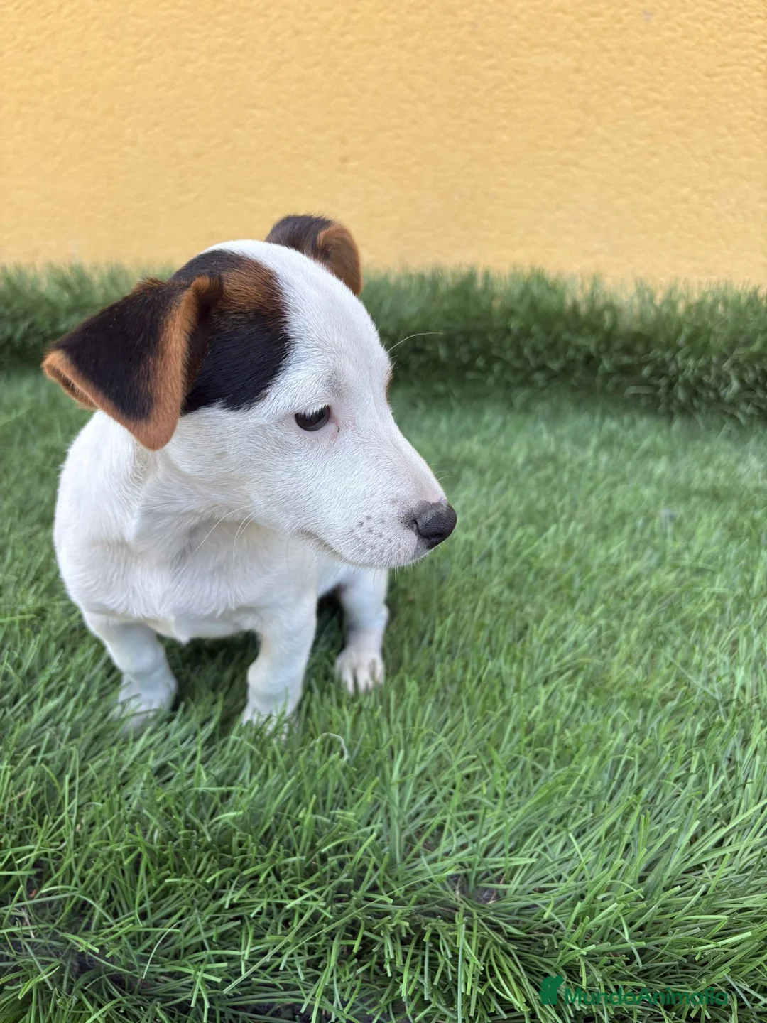 Jack Russell Terrier perros en venta: web milcachorros.es - Anuncio 6