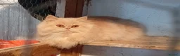 Persa gatos en venta: Disponible gatitos persa  - Anuncio 2