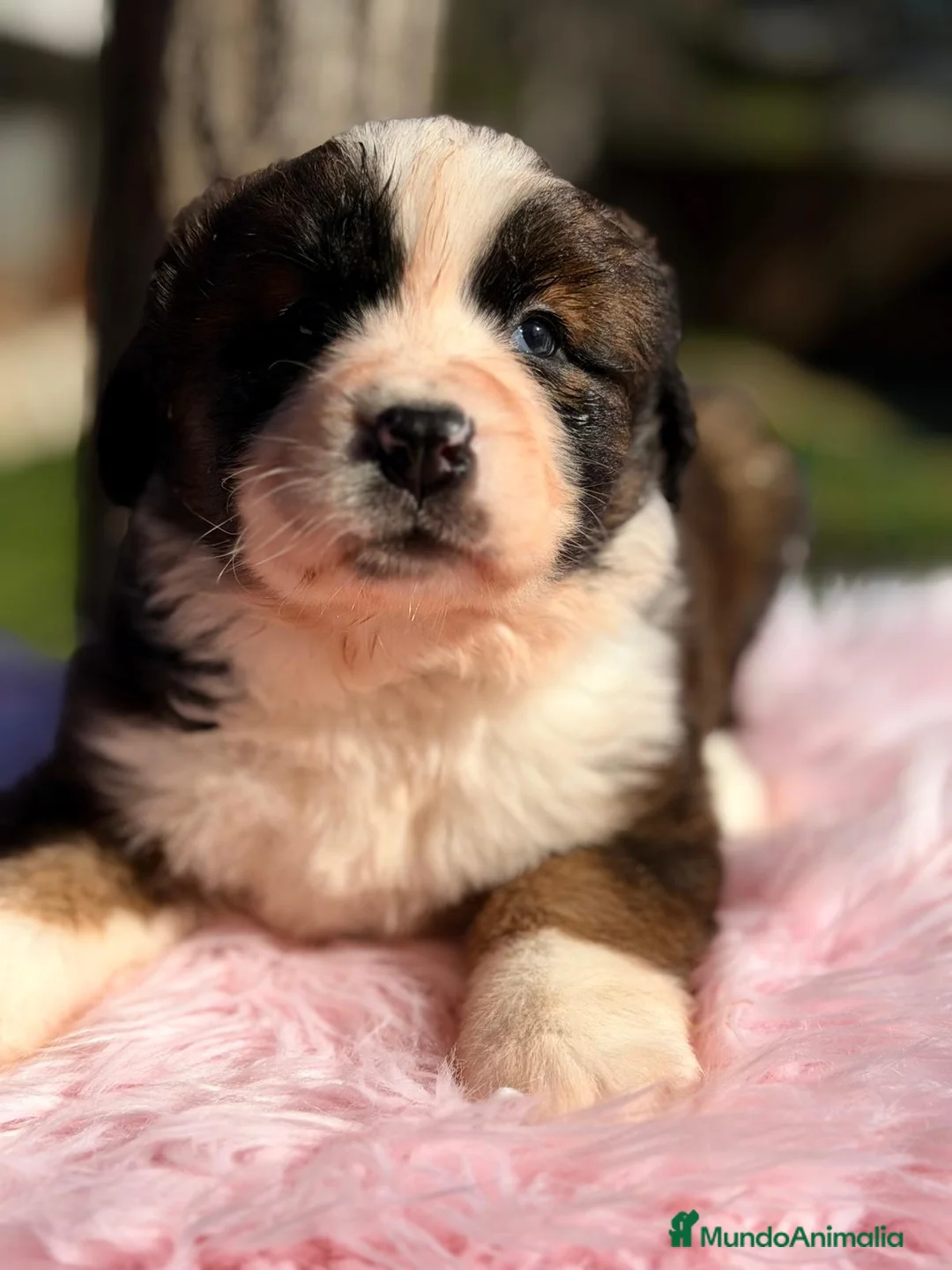 Raza Mixta perros en venta: SAN BERNES  - Anuncio 3