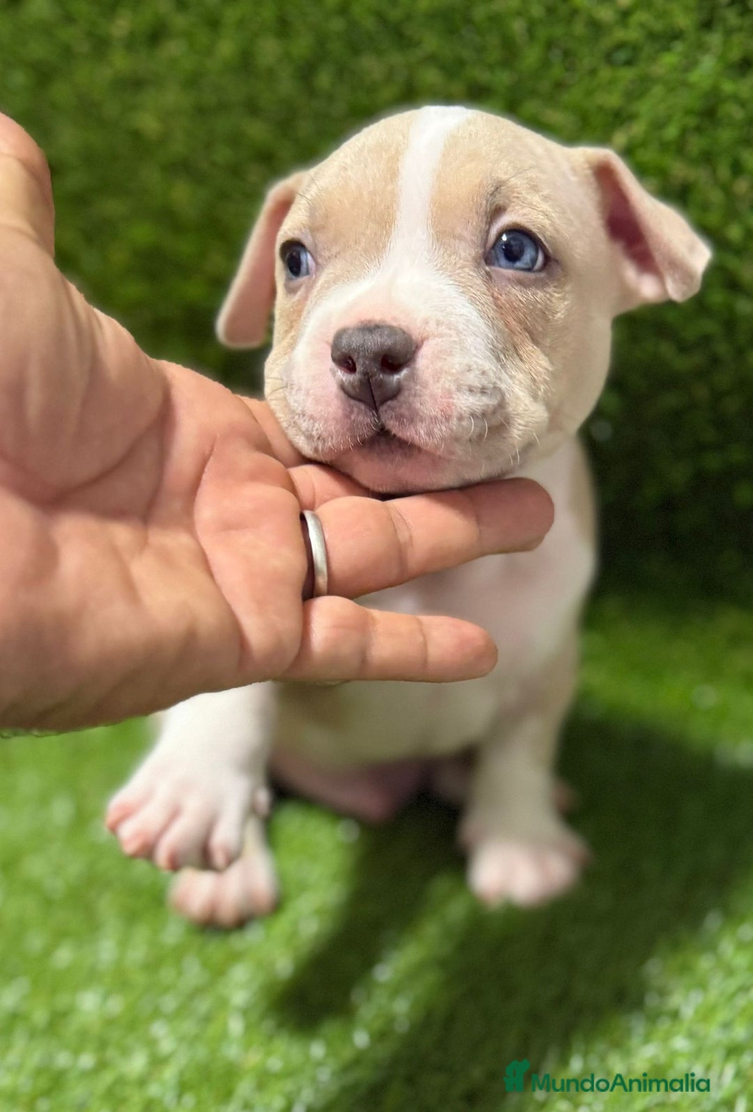 American Bully perros en venta: AMERICAN BULLY ♂️♀️ - Imagen 2