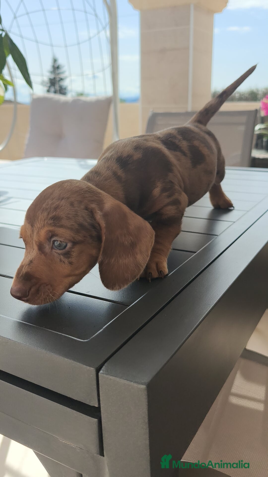 Teckel Miniatura perros en venta: Teckel mini exóticos, arlequín, pielbad, chocolate - Imagen 5
