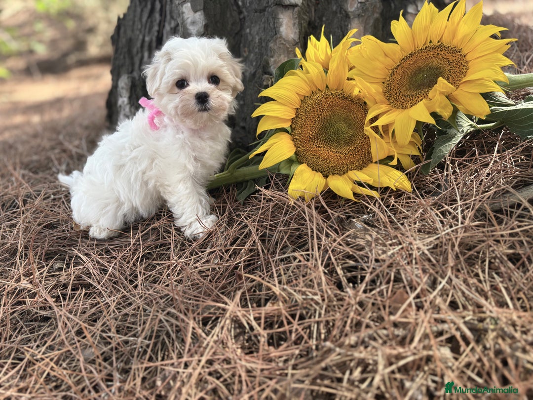Bichón Maltés perros en venta: Bichon maltés alta selección de cachorros  - Imagen 6