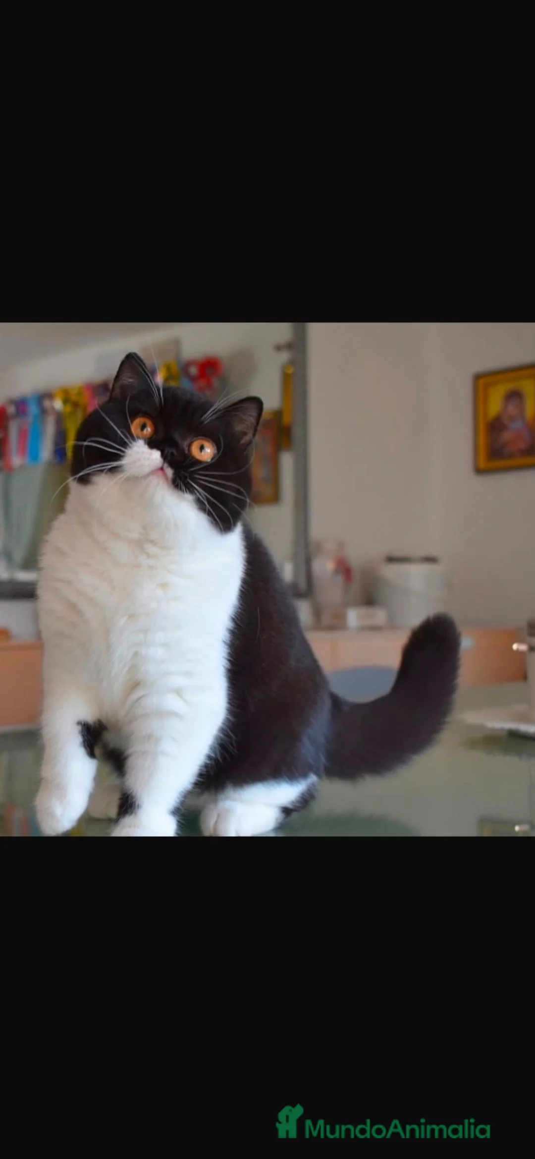 Británico de Pelo Corto gatos en venta: Cachorros British Shorthair  - Anuncio 3