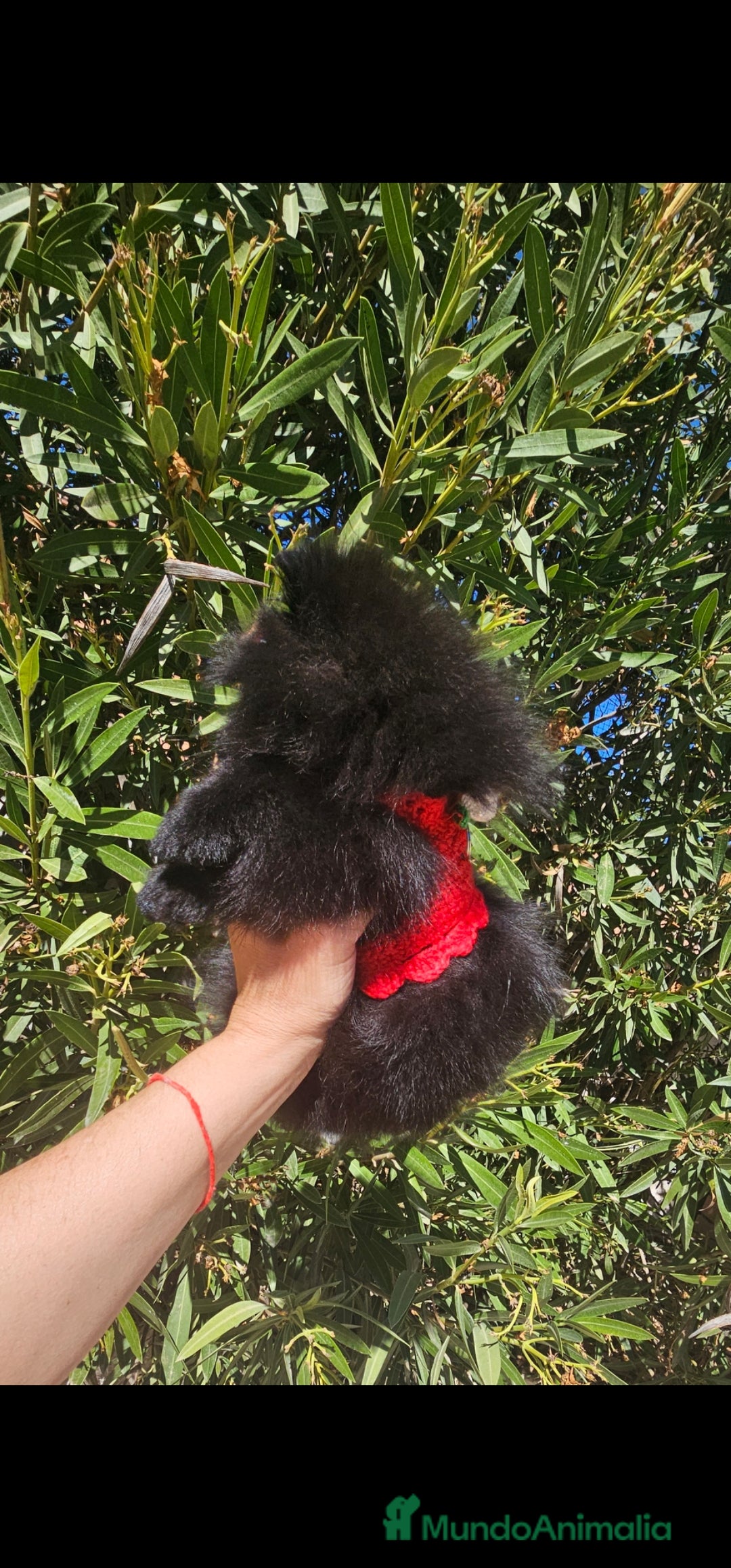 Pomerania perros en venta: Pomerania hembra - Imagen 3