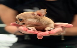Chihuahua perros en venta: Chihuahua microtoy  - Imagen 6