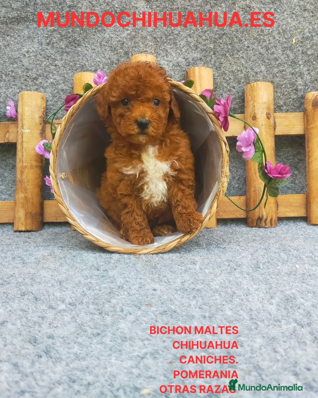 Caniche Toy perros IMPRESIONANTES CANICHES LINEA TOY  - Anuncio 1