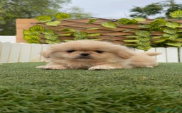 Pekinés perros en venta: PEKINES IMPERIAL - Imagen 10