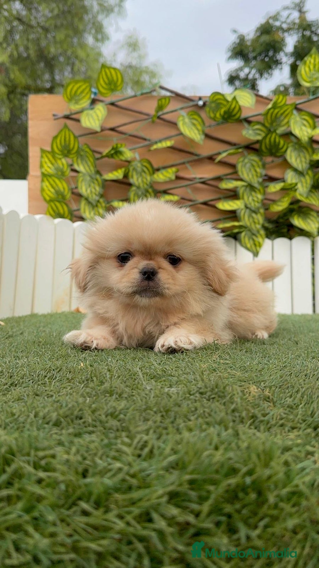 Pekinés perros en venta: PEKINES IMPERIAL - Imagen 10