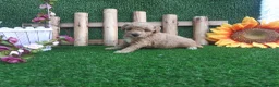 Caniche Toy perros en venta: IMPRECIONANTES  CANICHES  ROJO  TOY  - Anuncio 7