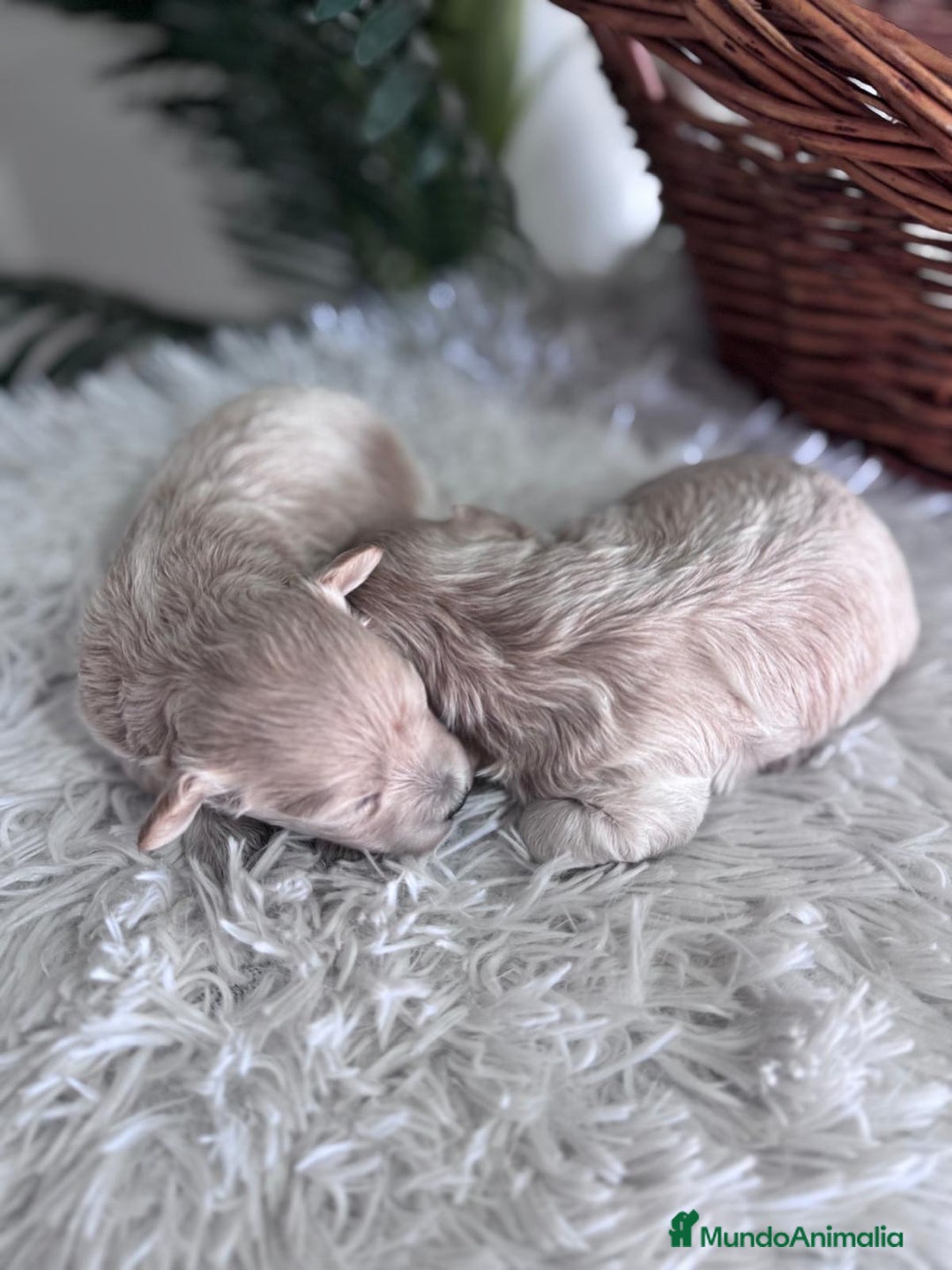 Maltipoo perros en venta: MALTIPOO HEMBRAS - Imagen 5