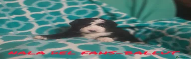NALA DEL FAHS AL-BALLUT