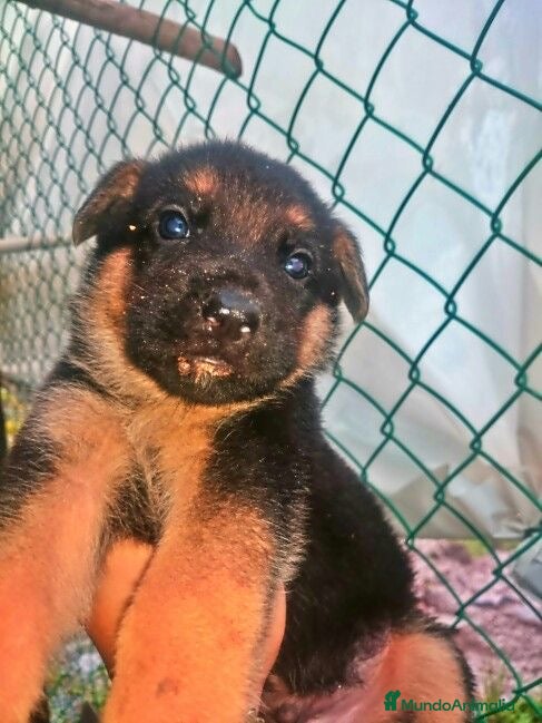 Pastor Alemán perros 🐾CACHORRITAS DE PASTOR ALEMÁN DISPONIBLES 🐾 - Anuncio 3