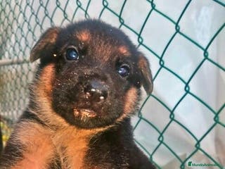 Pastor Alemán perros 🐾CACHORRITAS DE PASTOR ALEMÁN DISPONIBLES 🐾 - Anuncio 1