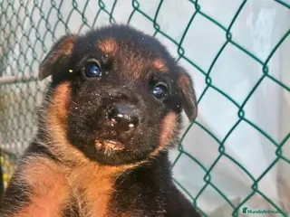 Pastor Alemán perros 🐾CACHORRITAS DE PASTOR ALEMÁN DISPONIBLES 🐾 - Anuncio 5