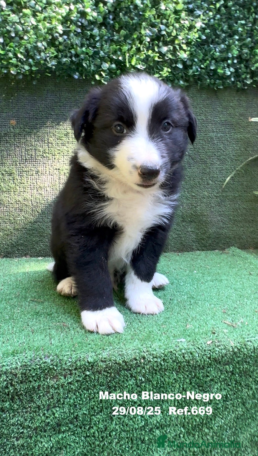 Border Collie perros en venta: Border Collie De Villa Biznaga - Imagen 13
