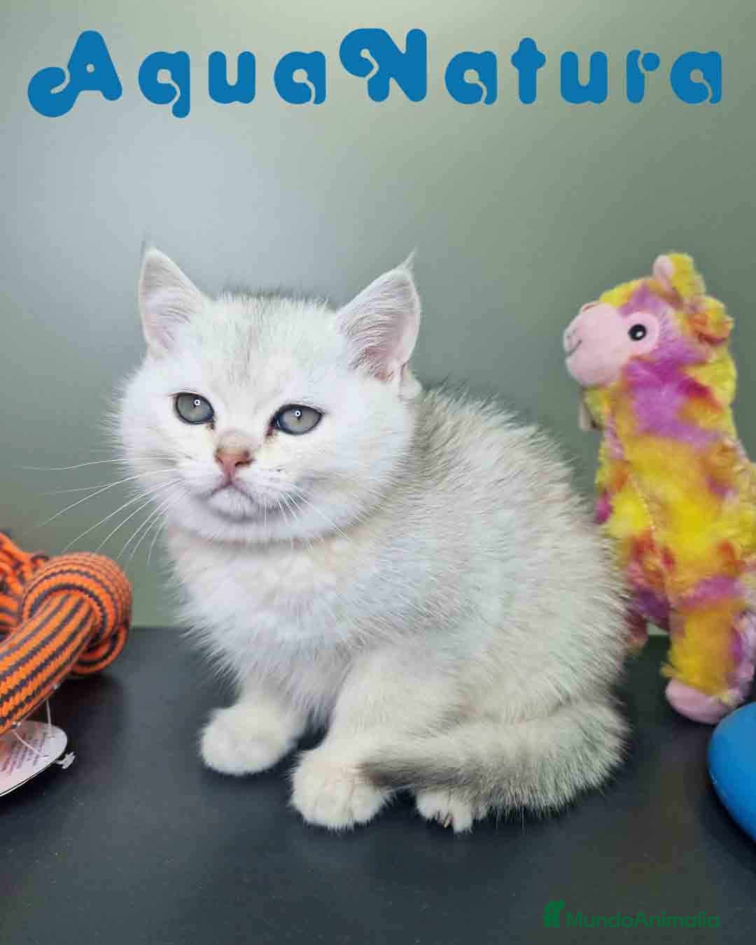 Británico de Pelo Corto gatos en venta: British Macho 7794 AQUANATURA - Anuncio 9