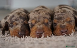 Teckel Miniatura perros en venta: 🐾 Kodat, Byron y Curry – Teckel miniatura 🐾 - Imagen 1
