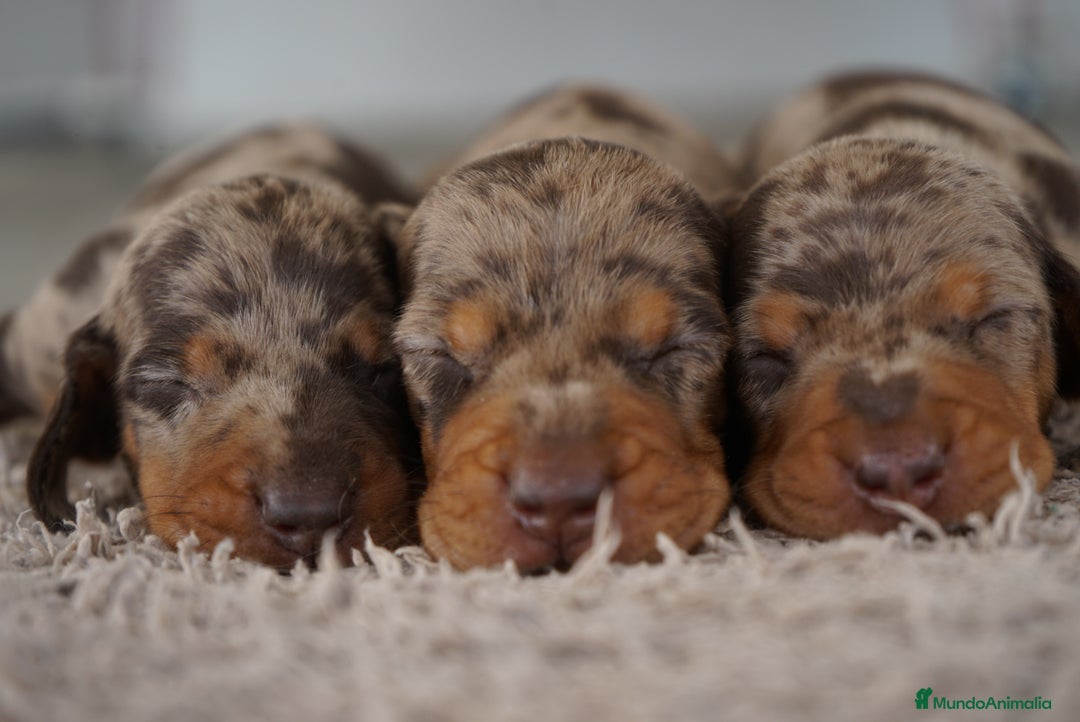 Teckel Miniatura perros en venta: 🐾 Kodat, Byron y Curry – Teckel miniatura 🐾 - Imagen 1