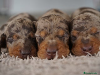 Teckel Miniatura perros - Anuncio 31