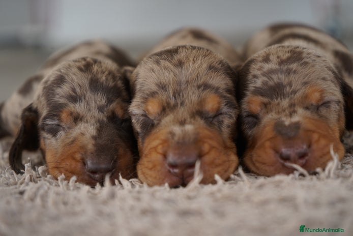 Teckel Miniatura perros - Anuncio 4