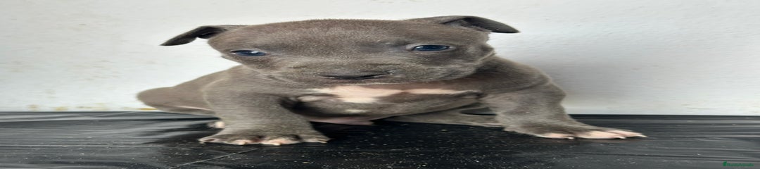 American Staffordshire-Terrier Cachorro 11