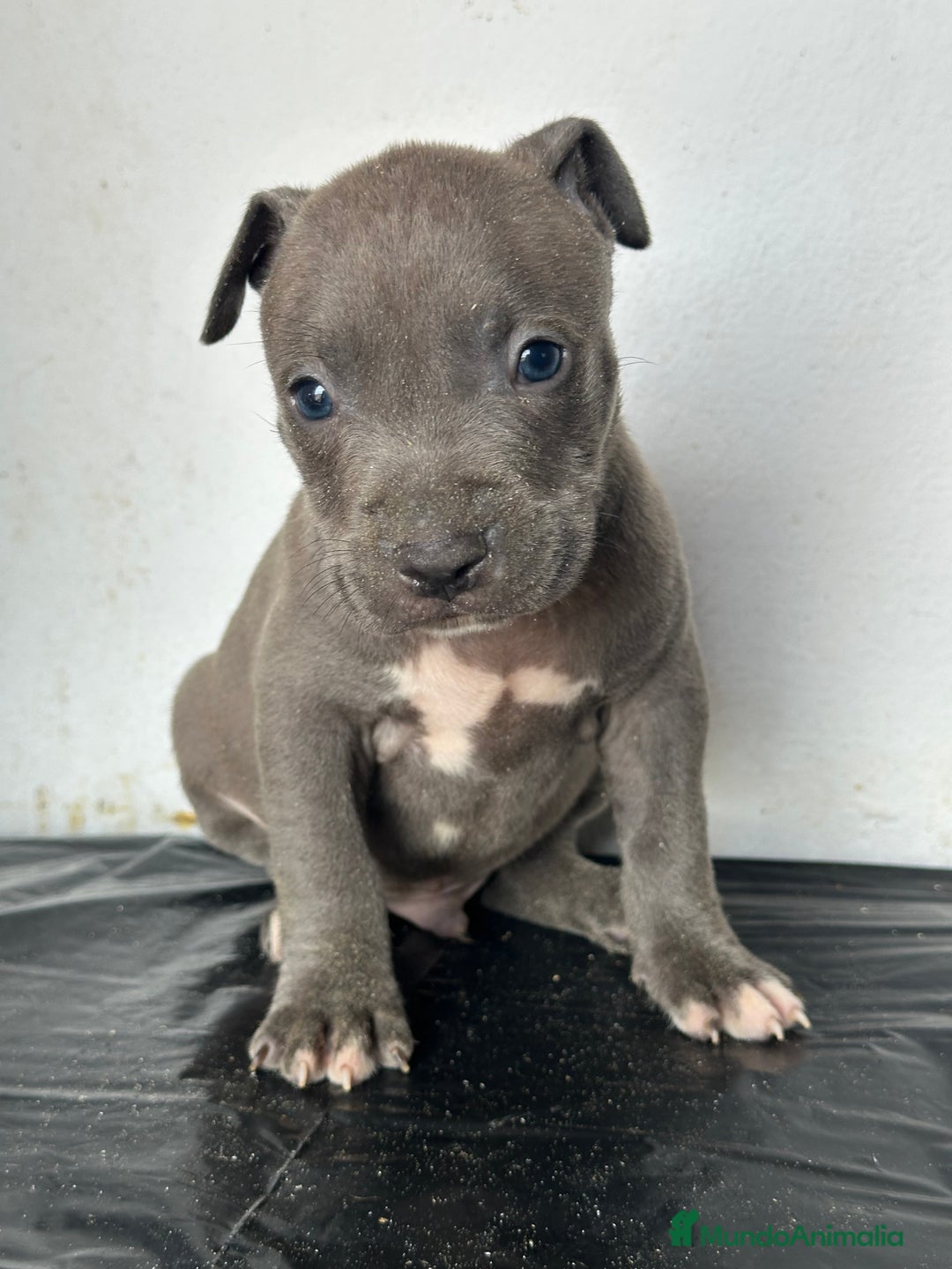 American Staffordshire-Terrier perros en venta: American Stanford, mis pequeños - Imagen 35