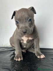 American Staffordshire-Terrier Cachorro 11