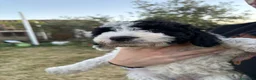 Perro de Agua Español perros en venta: PERROS DE AGUA ESPAÑOL - Anuncio 3