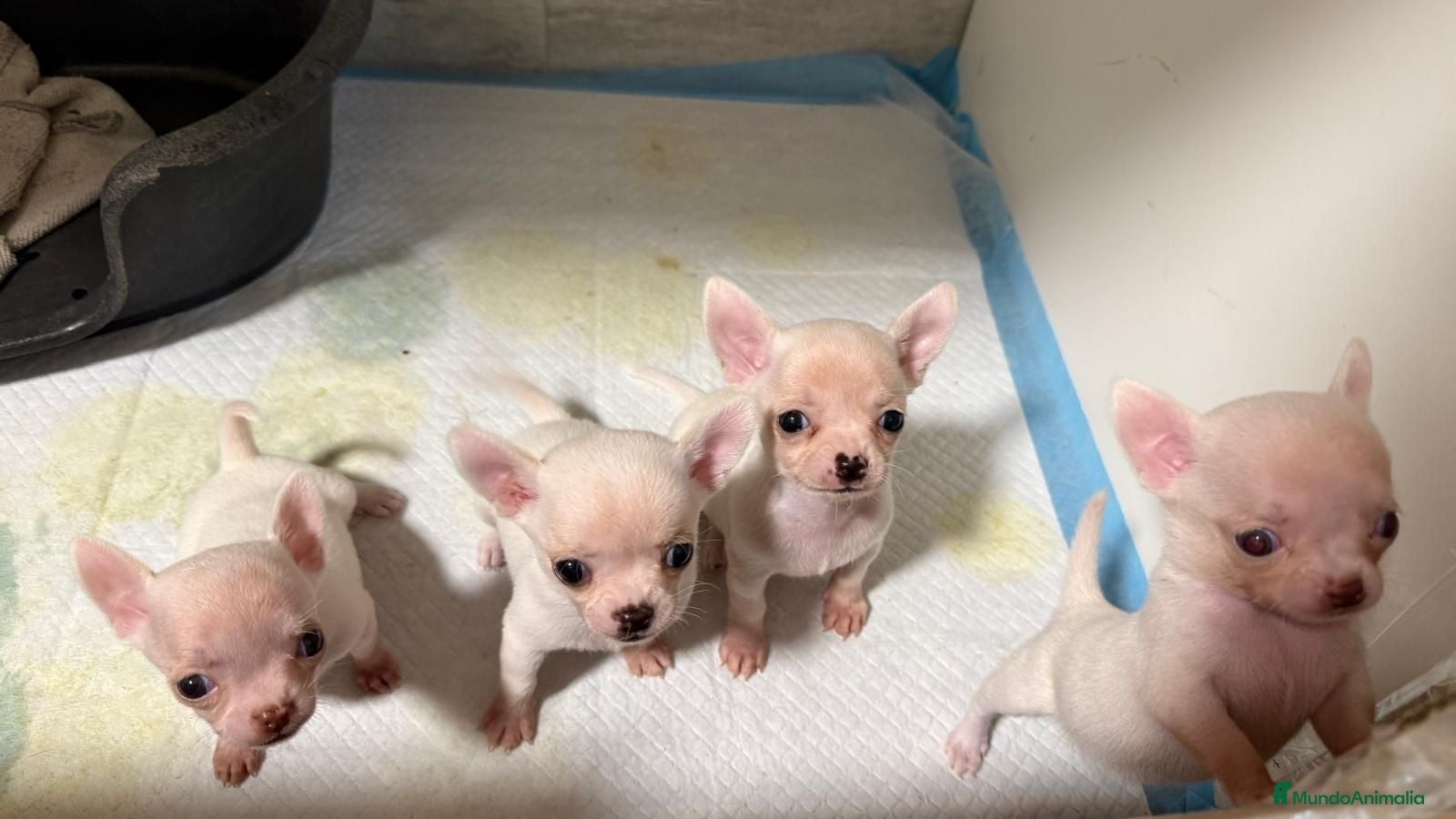 Chihuahua perros Cachoritos de pura raza - Anuncio 1