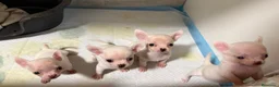 Chihuahua perros en venta: Cachoritos de pura raza - Anuncio 1