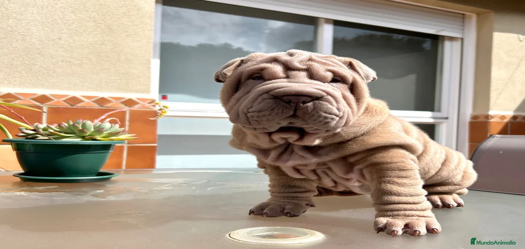 Imagen de galería {{count}}