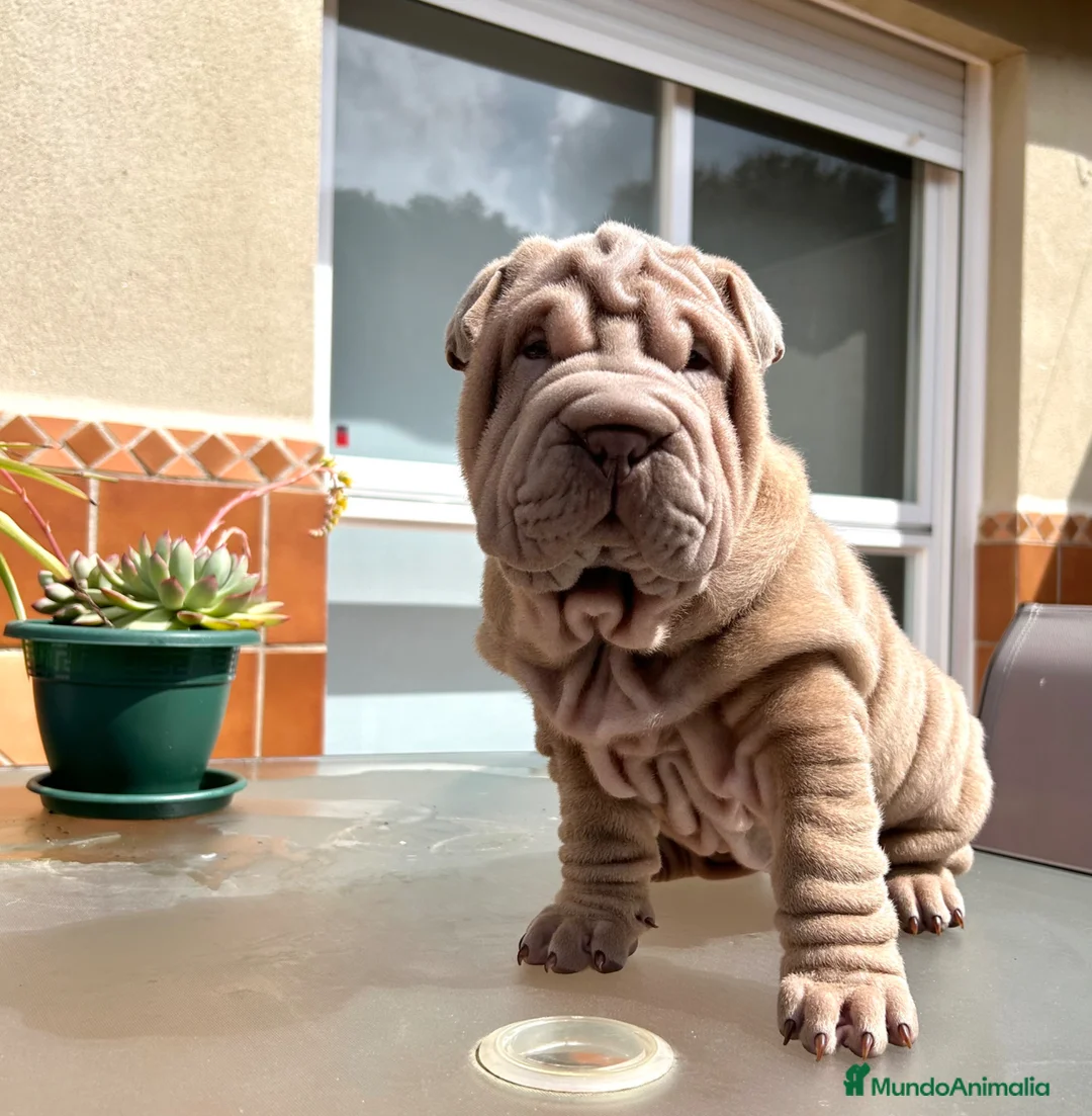 Imagen de galería {{count}}