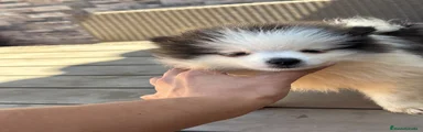 Pomerania 1
