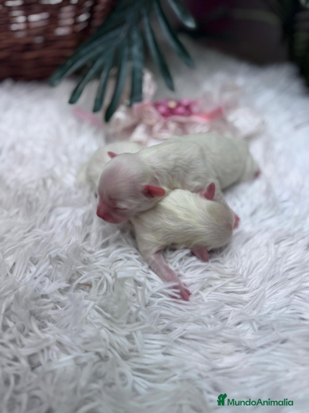 Bichón Maltés perros en venta: BICHON MALTES - Anuncio 6