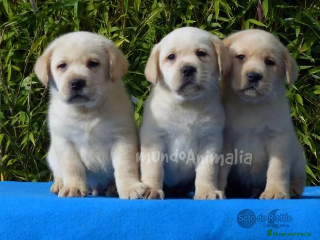 Imagen de galería {{count}}