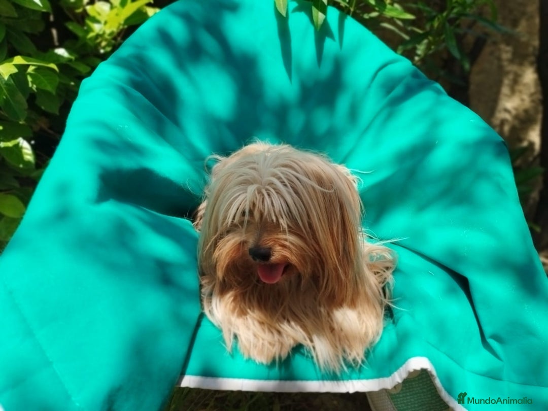 Biewer Yorkshire Terrier a la Pom Pon perros en venta: Biewer y golden con pedigree - Imagen 4