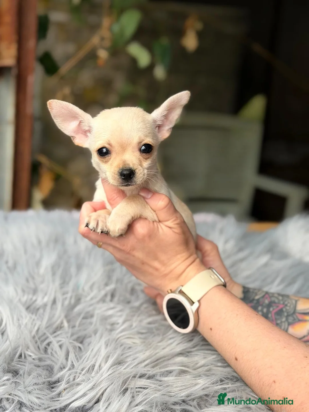 Chihuahua perros en venta: CAMADA CHIHUAHUA CREMA - Anuncio 6