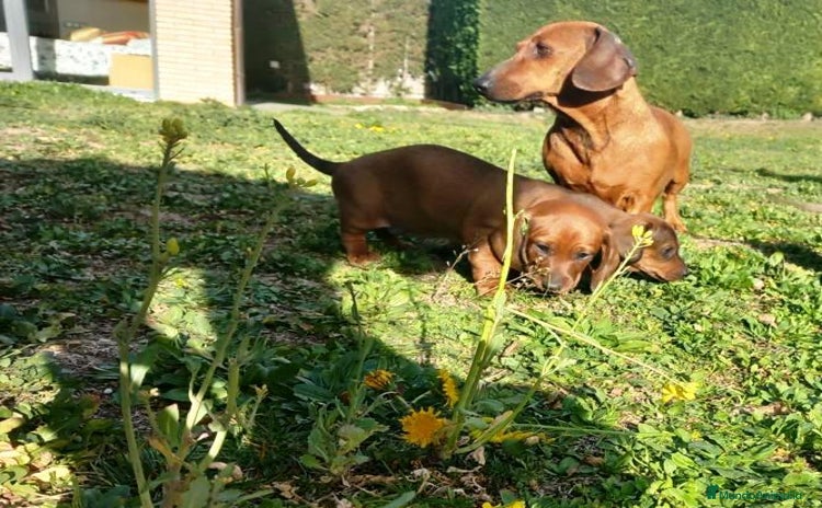 Teckel Miniatura perros - Anuncio 1