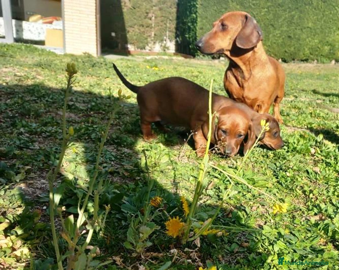 Teckel Miniatura perros en venta: TECKEL PELO CORTO - Imagen 1