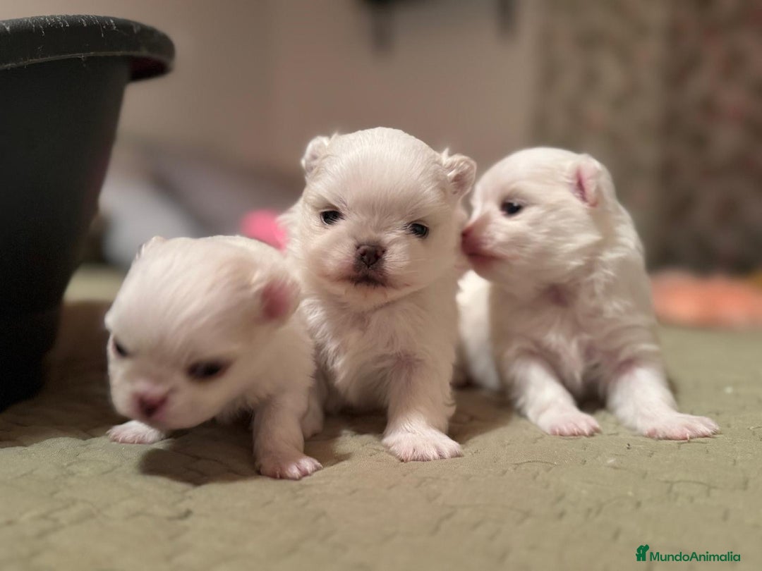 Pomchi perros en venta: Pomchi bebés disponibles - Anuncio 1