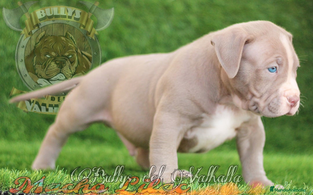 American Bully perros en venta: AMERICAN BULLY XL / AMERICAN BULLY XXL  - Imagen 7