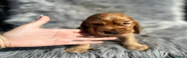 Cocker Spaniel Inglés Cachorro 1